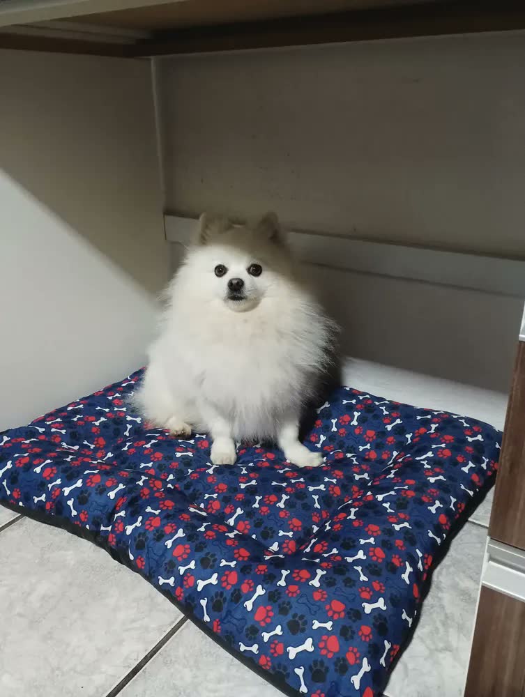 foto de Cama Pet Colchonete Grande Para Cães E Gatos Poliéster