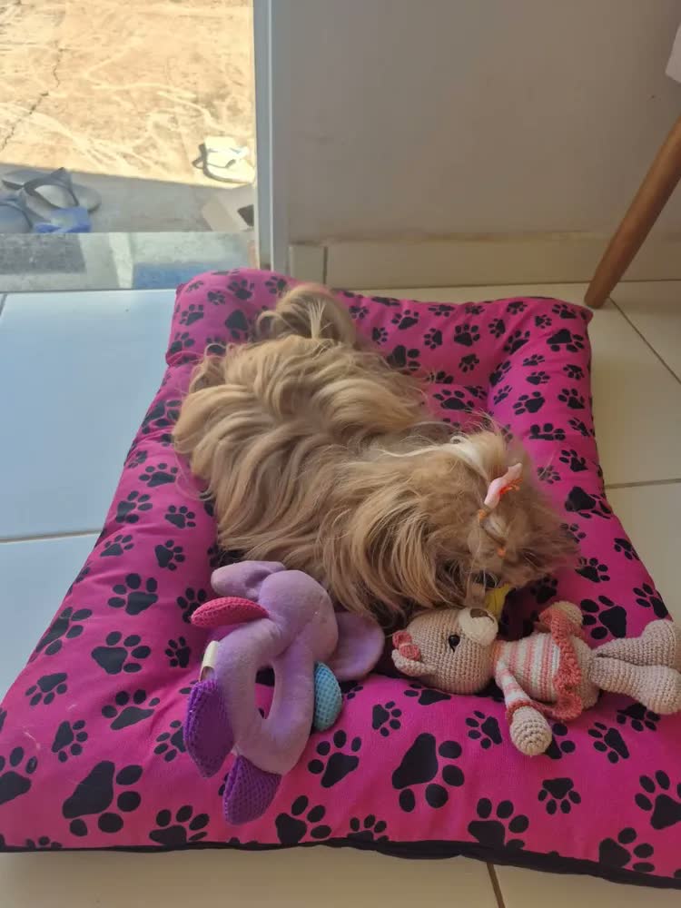 foto de Cama Pet Colchonete Grande Para Cães E Gatos Poliéster