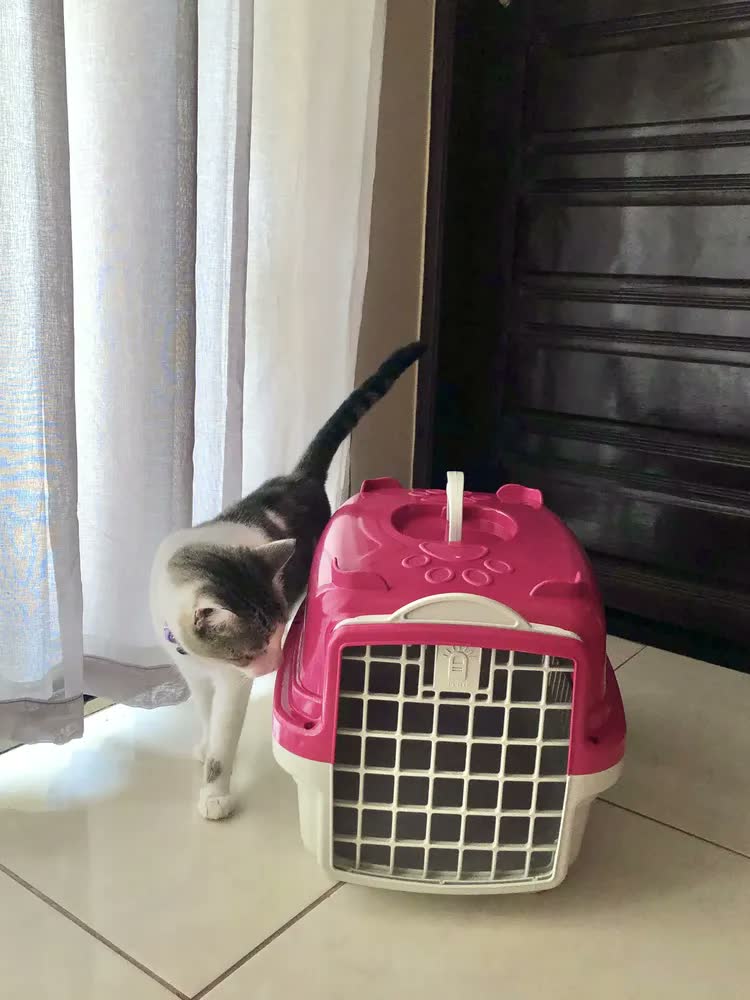 foto de Caixa De Transporte Para Cães Gatos Mais Dog N.02 Cor Verde