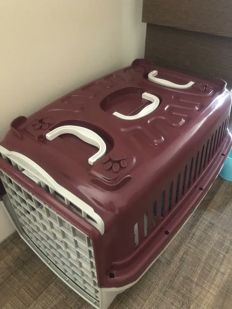 foto de Caixa De Transporte Para Cães Gatos Mais Dog N.02 Cor Verde