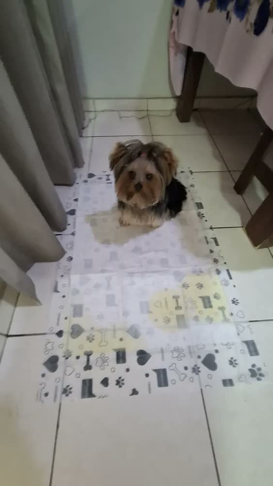 foto de Tapete Higiênico P/Cães 60x90 30unidades Premium Higienepet