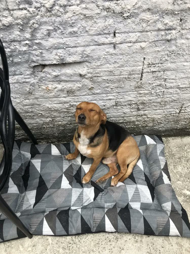 foto de Colchão Cachorro Grande Pet Impermeável 100x70 Cor Marinho Azul