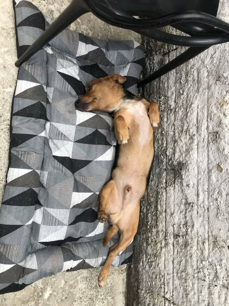 foto de Colchão Cachorro Grande Pet Impermeável 100x70 Cor Marinho Azul