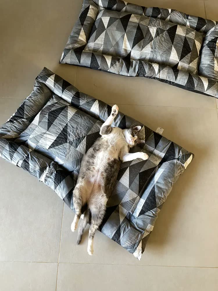 foto de Colchão Cachorro Grande Pet Impermeável 100x70 Cor Marinho Azul