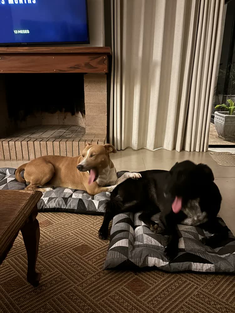 foto de Colchão Cachorro Grande Pet Impermeável 100x70 Cor Marinho Azul