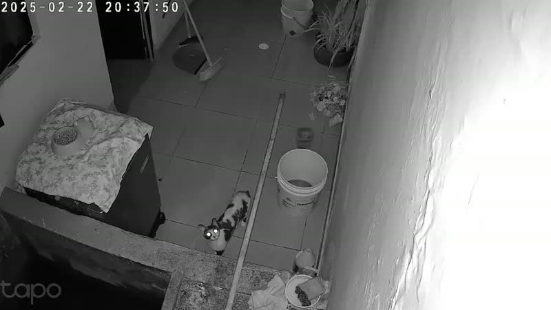 foto de Câmera Wi-Fi Full HD 1080p TP-Link Tapo TC70(BR) Pan/Tilt Visão Noturna Áudio Bidirecional