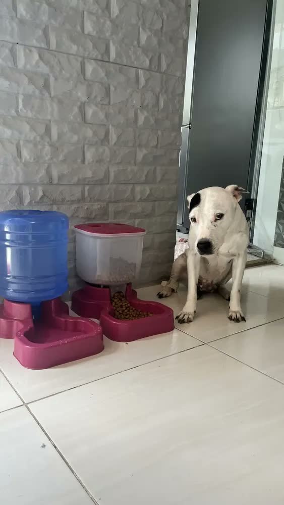 foto de Kit Bebedouro E Tratador P/ Cachorro Grande Porte Automático