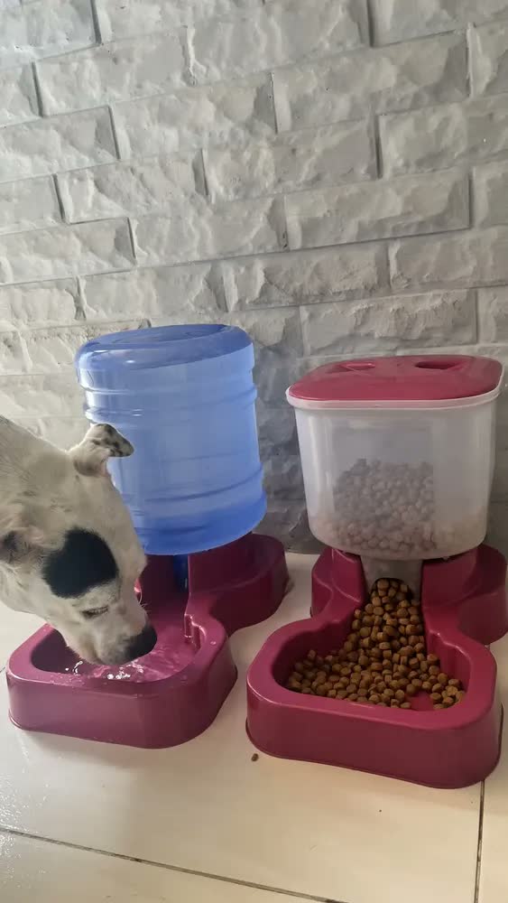 foto de Kit Bebedouro E Tratador P/ Cachorro Grande Porte Automático
