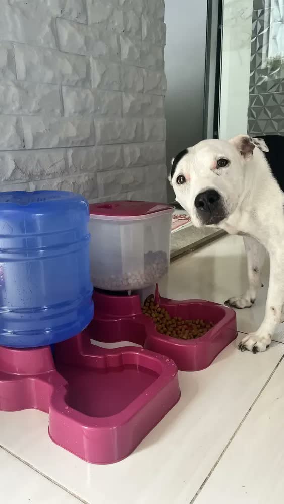 foto de Kit Bebedouro E Tratador P/ Cachorro Grande Porte Automático