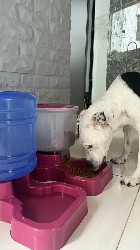 foto de Kit Bebedouro E Tratador P/ Cachorro Grande Porte Automático