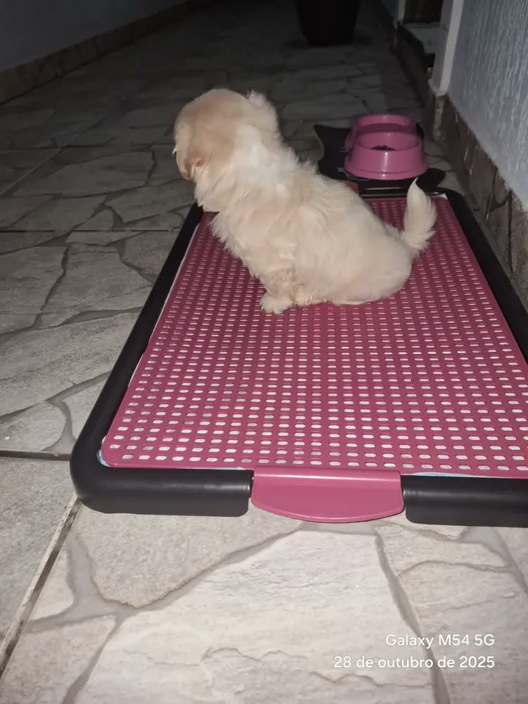 foto de Tapete Higiênico Sanitário Canino Xixi Banheiro Pet Cachorro