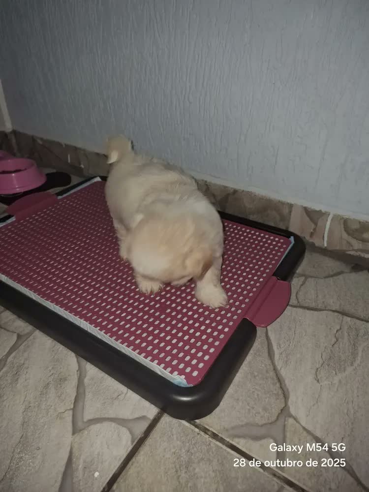 foto de Tapete Higiênico Sanitário Canino Xixi Banheiro Pet Cachorro