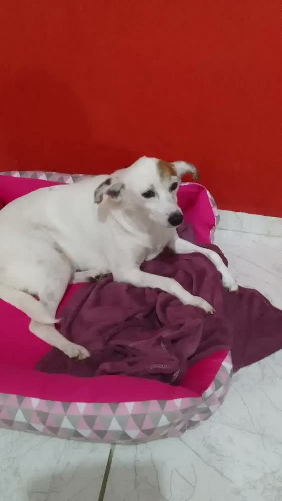 foto de Cama Para Cachorro Grande Gv Caminhas Pet, Azul Coroa, Com Manta e Almofada