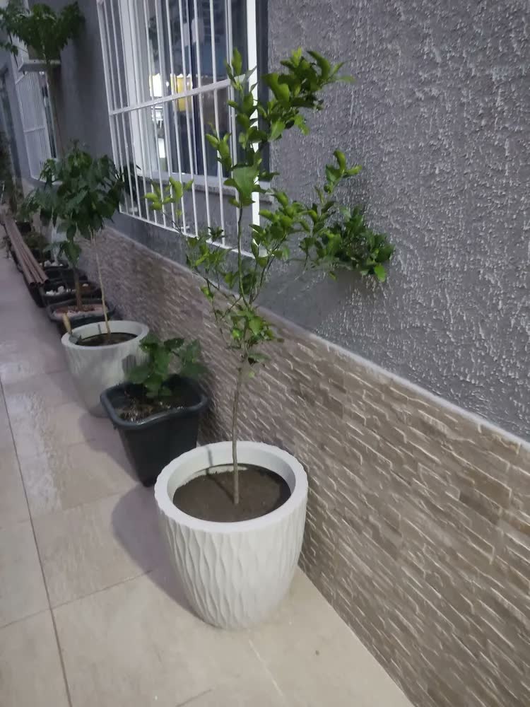 foto de Vaso Grande Alto Redondo De Planta Frutifera Arvore 50cm