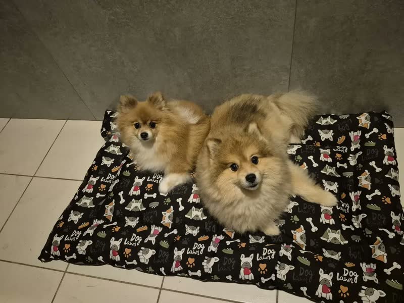 foto de Cama Pet Impermeável Colchonete Grande 76x116 Cm Colchao Gg