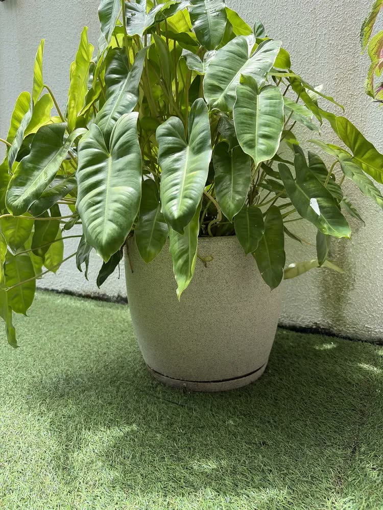foto de Vaso Grande Cone Decorativo Polietileno Planta Jardim Varand