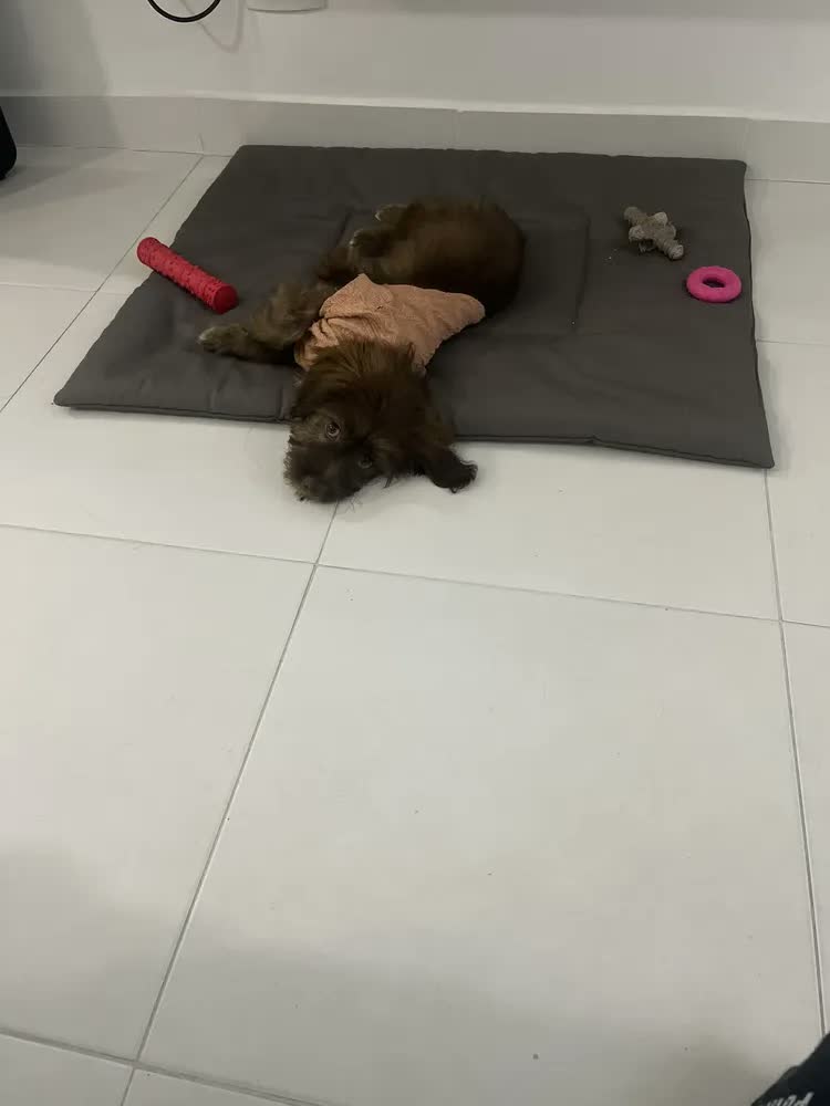 foto de Colchonete Pet Impermeável Cama Cachorro Caminha Pet 80x60 Cor Cinza-escuro Desenho Liso