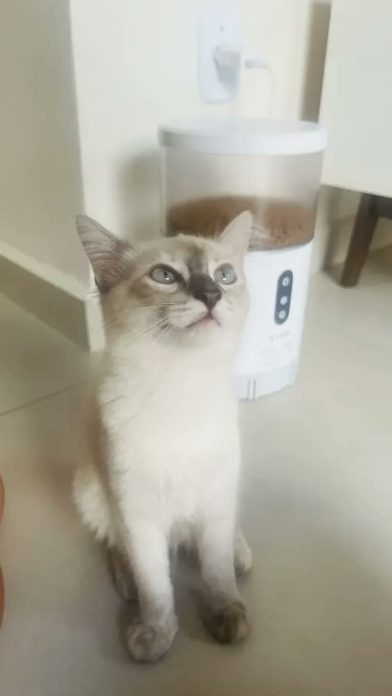 foto de Comedouro Automático Ração Gatos E Cães Velds com App e Programação, Alimentador Smart 4L Branco
