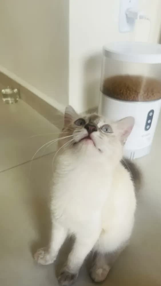foto de Comedouro Automático Ração Gatos E Cães Velds com App e Programação, Alimentador Smart 4L Branco