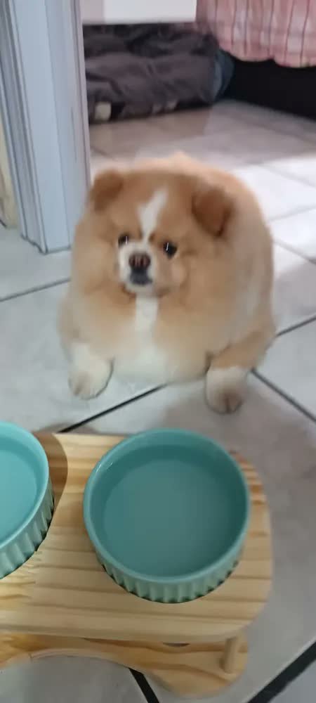 foto de Comedouro Pet Elevado Duplo Em Madeira E Porcelana Grande Cor Verde Comedouro Cachorro