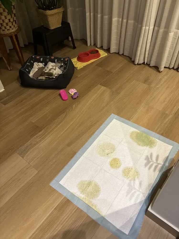 foto de Tapete Sanitário Higienico Absorvente Descartavel Slim Pet Cães Cachorro 80x60 50 Unidades