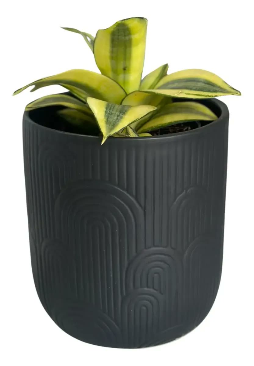 Vaso Decorativo Cerâmica Para Planta Redondo 14cm
