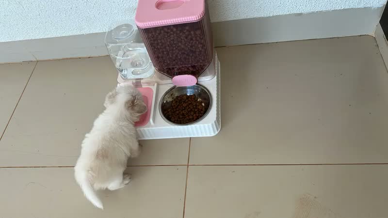 foto de Bebedouro E Comedouro Alimentador Automático Gravidade Pet Cor Rosa