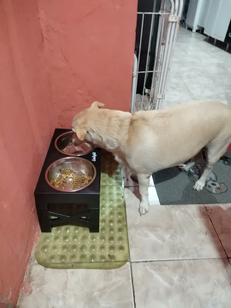 foto de Comedouro Bebedouro Elevado Cães Duplo Lento Inox Grandes Ajustável Looxopet Preto