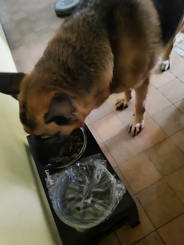 foto de Comedouro Bebedouro Elevado Cães Duplo Lento Inox Grandes Ajustável Looxopet Preto