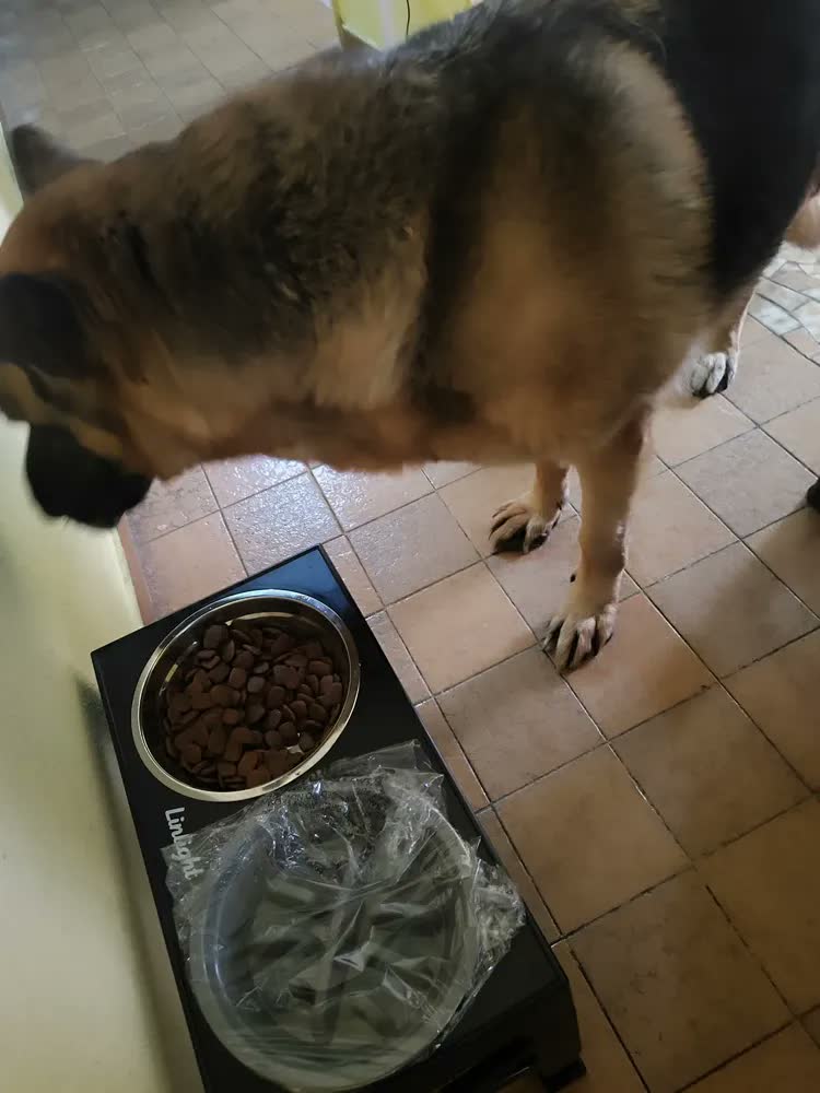 foto de Comedouro Bebedouro Elevado Cães Duplo Lento Inox Grandes Ajustável Looxopet Preto
