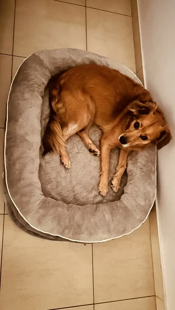 foto de Cama Pet Grande Caminha Cachorros sofá luxo Suporte Cervical Espuma De Ortopédica C/fundo Impermeável 89×71×15