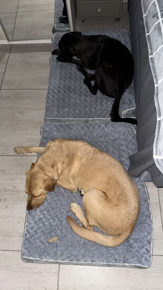 foto de Cama Pet Grande Caminha Cachorros Suporte Cervical Espuma de Ortopédica C/capa Lavável Removível E Base Impermeável 91×68×16.5