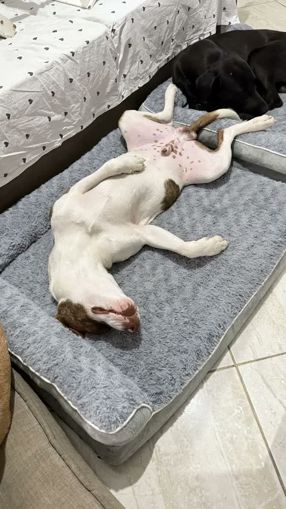 foto de Cama Pet Grande Caminha Cachorros Suporte Cervical Espuma de Ortopédica C/capa Lavável Removível E Base Impermeável 91×68×16.5