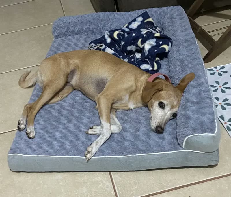 foto de Cama Pet Grande Caminha Cachorros Suporte Cervical Espuma de Ortopédica C/capa Lavável Removível E Base Impermeável 91×68×16.5