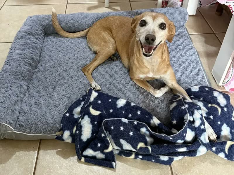 foto de Cama Pet Grande Caminha Cachorros Suporte Cervical Espuma de Ortopédica C/capa Lavável Removível E Base Impermeável 91×68×16.5