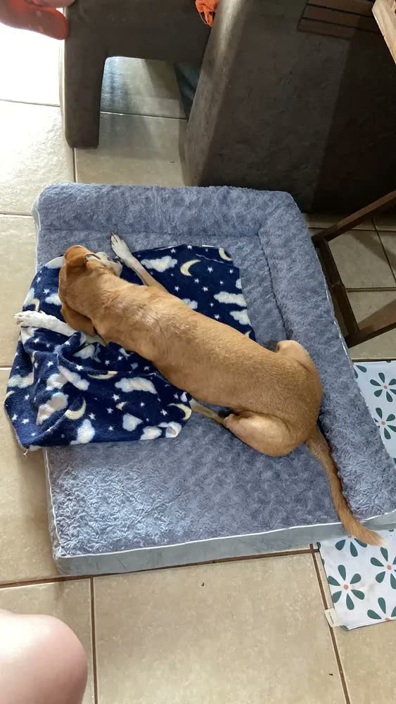 foto de Cama Pet Grande Caminha Cachorros Suporte Cervical Espuma de Ortopédica C/capa Lavável Removível E Base Impermeável 91×68×16.5