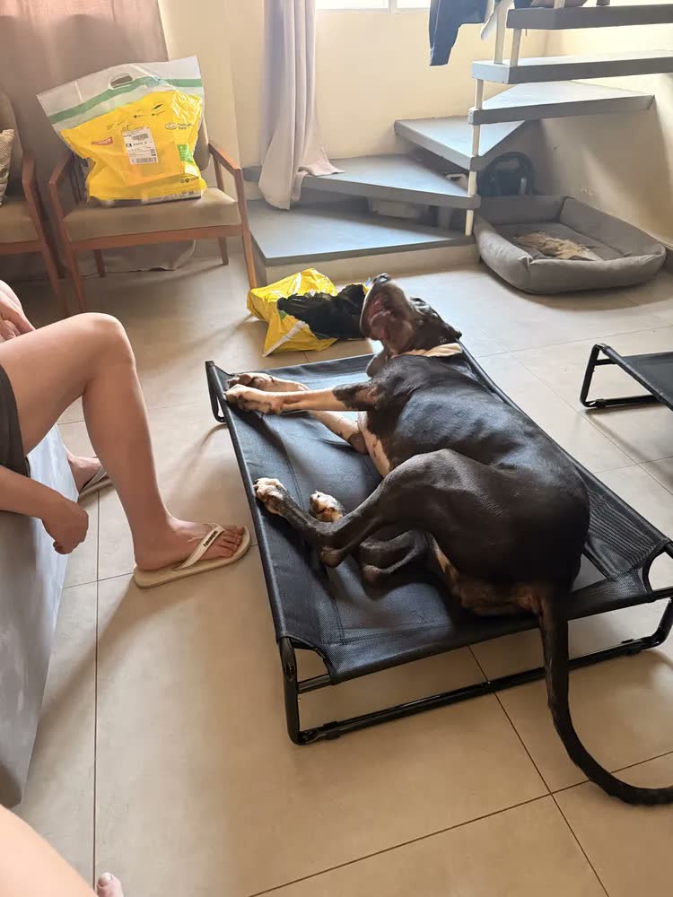 foto de Cama Suspensa Grande Cachorros Looxopet Textilene Preto 110x77x21cm