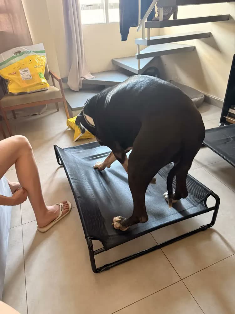 foto de Cama Suspensa Grande Cachorros Looxopet Textilene Preto 110x77x21cm