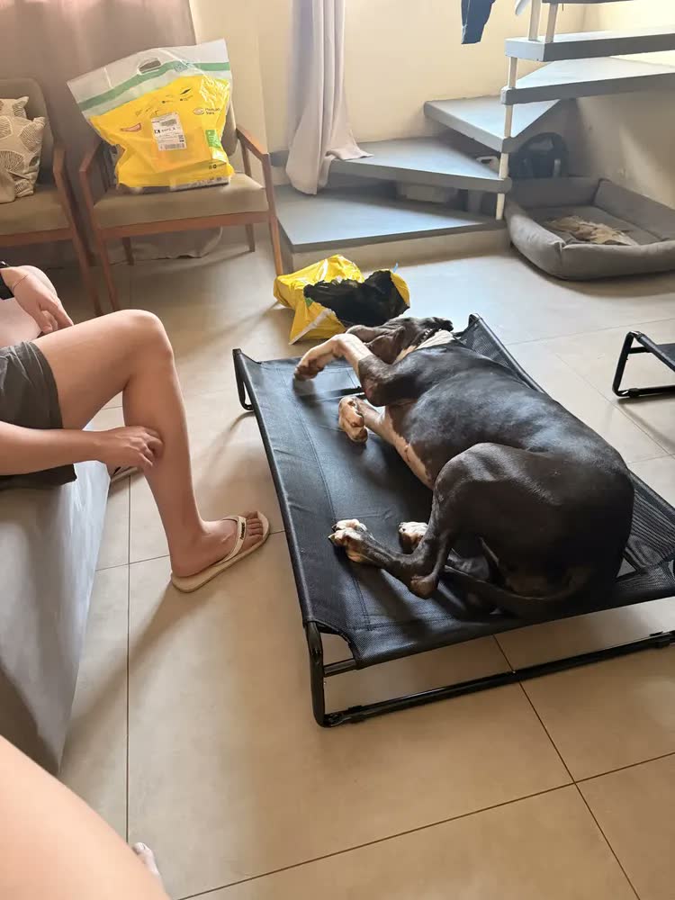 foto de Cama Suspensa Grande Cachorros Looxopet Textilene Preto 110x77x21cm