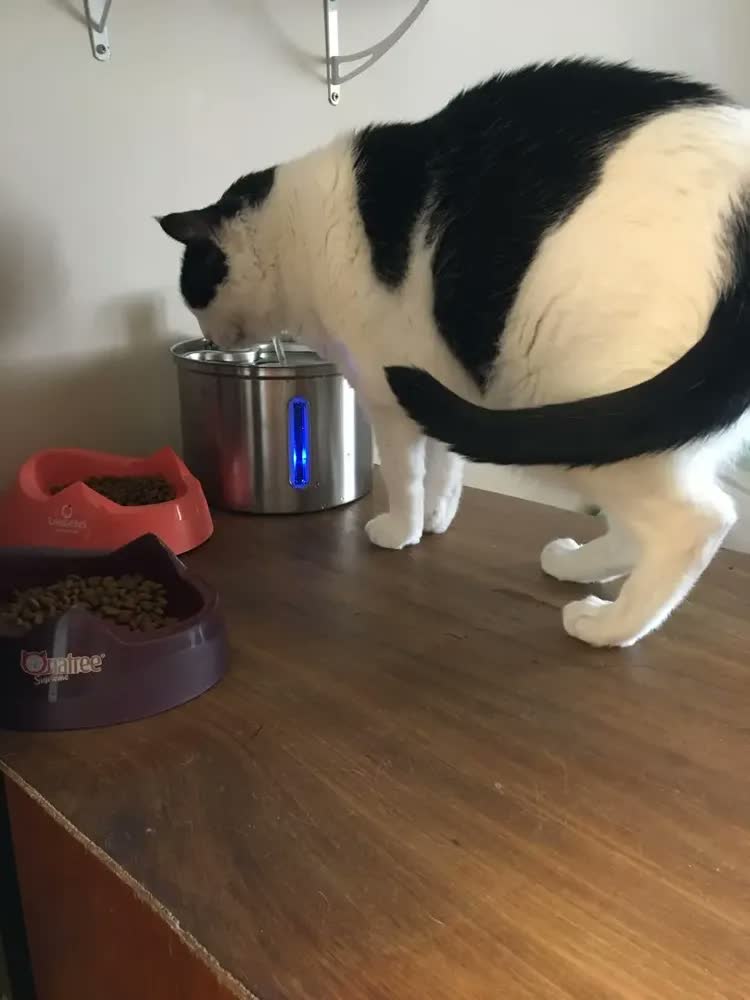 foto de Fonte De Água De Aço Inoxidável Para Gatos E Cãe 3l Newpet