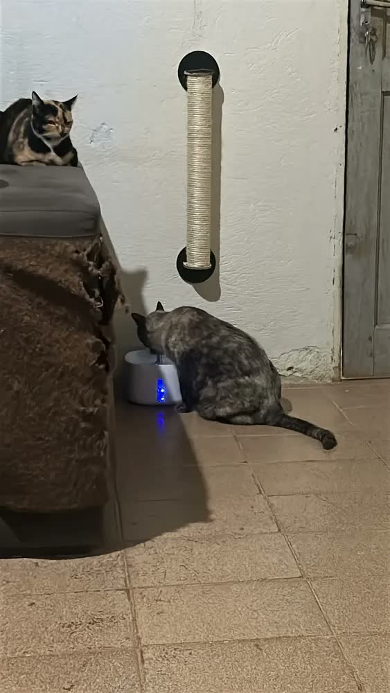 foto de 2.6l Sensor Sem Fio Bebedouro Fonte Para Gato Cão Newpet