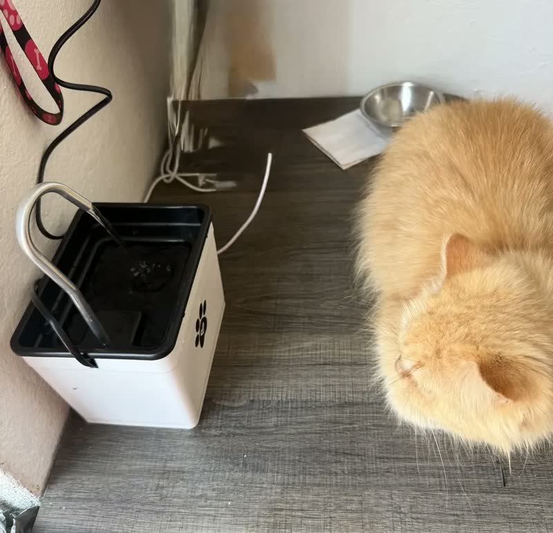 foto de Bebedouro Fonte De Água Para Gatos - Silencioso E Econômico