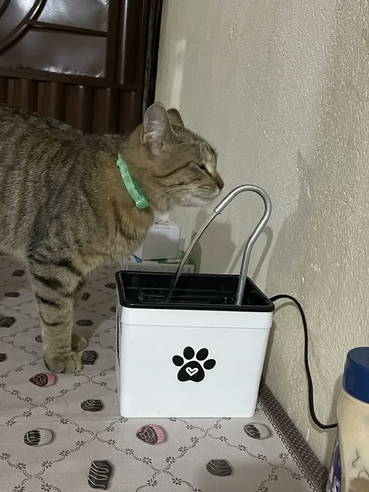 foto de Bebedouro Fonte De Água Para Gatos - Silencioso E Econômico