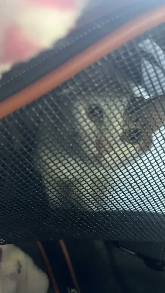 foto de Bolsa De Transporte Pet Luxo Em Couro Avião Carro Cães Gatos Cor Cinza-escuro