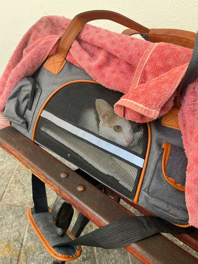 foto de Bolsa De Transporte Pet Luxo Em Couro Avião Carro Cães Gatos Cor Cinza-escuro