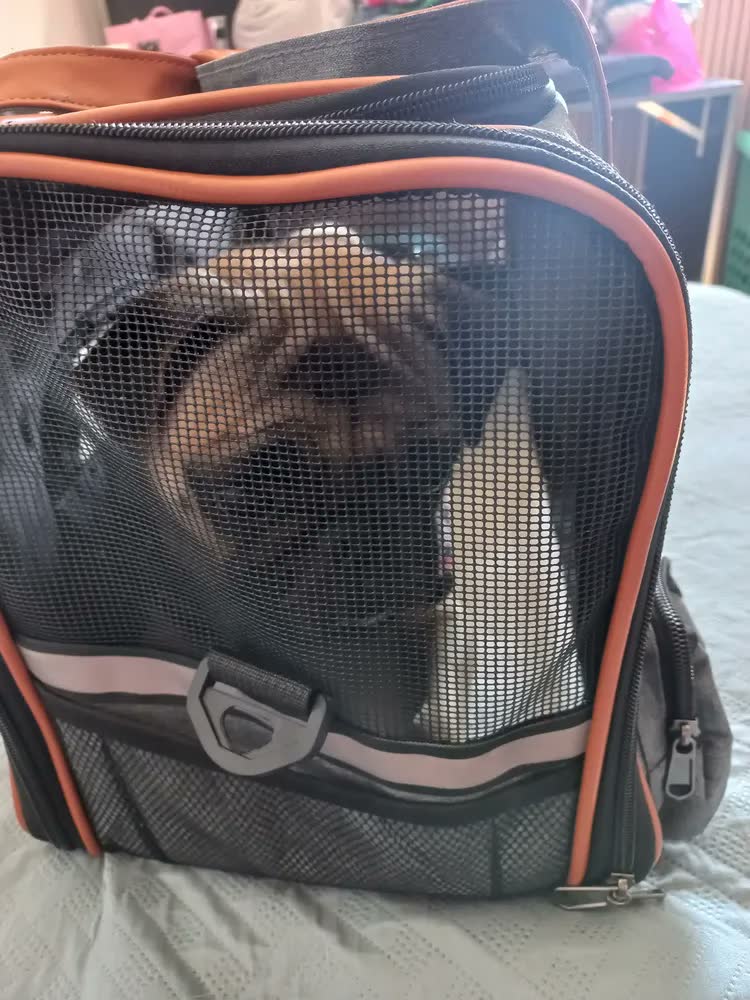 foto de Bolsa De Transporte Pet Luxo Em Couro Avião Carro Cães Gatos Cor Cinza-escuro