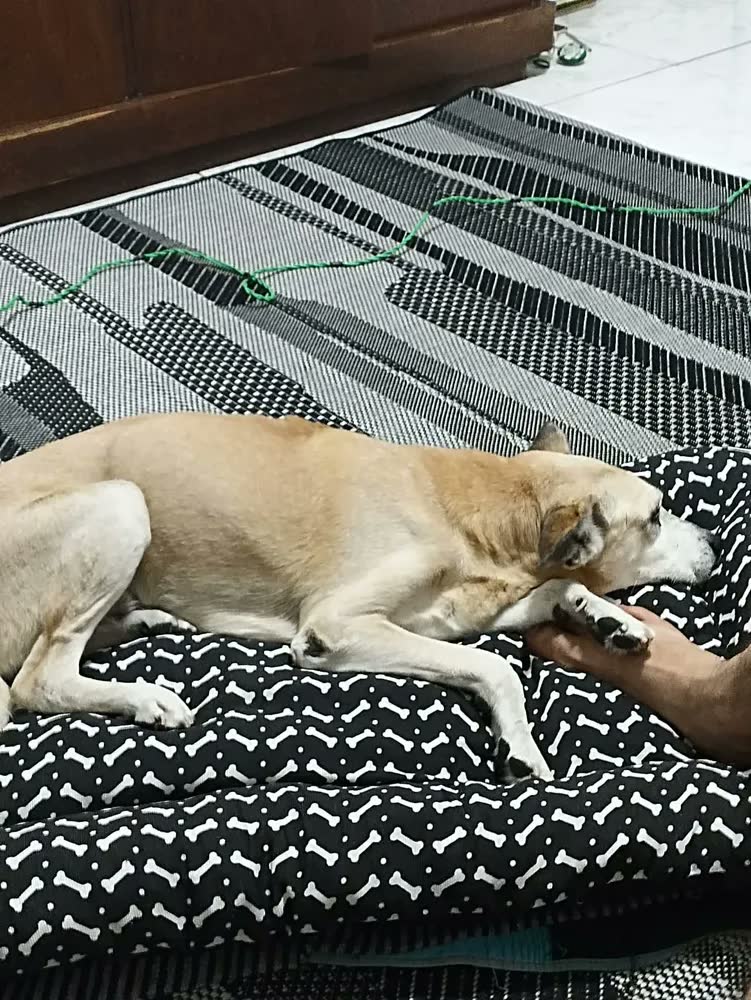 foto de Cama Cachorro Caminha Pet G 100x70 - Patas Fiéis