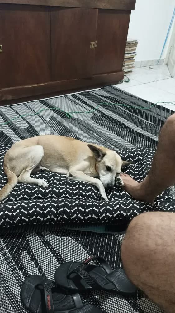 foto de Cama Cachorro Caminha Pet G 100x70 - Patas Fiéis
