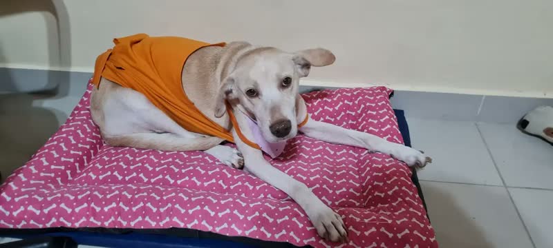 foto de Cama Cachorro Caminha Pet G 100x70 - Patas Fiéis