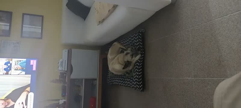 foto de Cama Cachorro Caminha Pet G 100x70 - Patas Fiéis